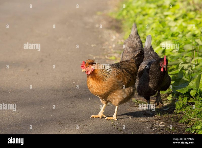 Encontrando el Precio Justo en el Casino de Chicken Road de España